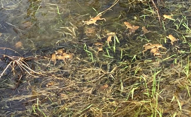 LSV schützt Amphibien vor Straßentod