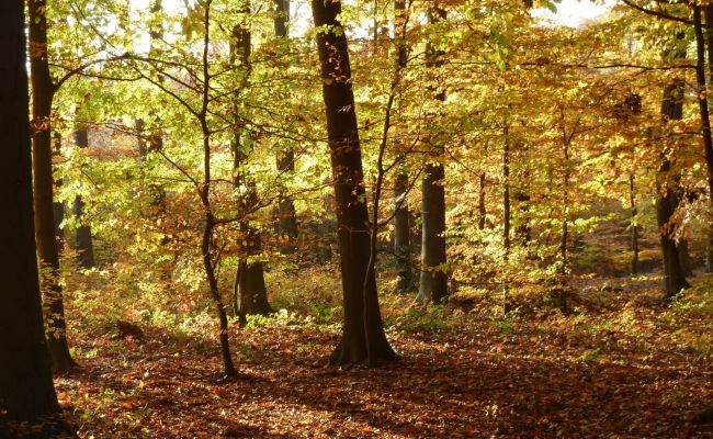 Herbstwaldführung 2025 Herbstwaldführung 2025