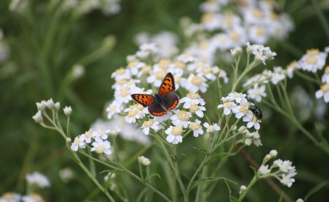 Landschaftsschutzverein beim Frühlingserwachen 2026 Landschaftsschutzverein beim Frühlingserwachen 2026