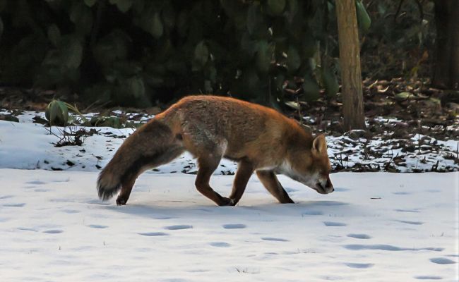 Bornheims Tierwelt - Winterimpressionen Bornheims Tierwelt - Winterimpressionen